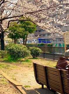 20190403_hanami.jpg