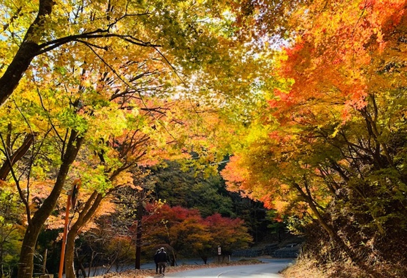 20201027_anaba01.jpg
