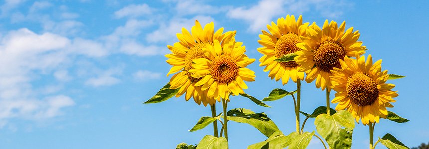 夏季休業のお知らせ
